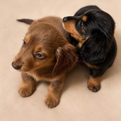 Mini long hair dachshunds /Miniature Dachshund/Female/Sex: Mixed Litter,Our beautiful girl Ada had 4 wonderful fur baby’s 2 handsome boys and 2 pretty girls all flea and wormed and micro chipped mum is at home with her baby’s and dad great local stud both heath checked and PRA clear pups have started paper training doing really well all great little characters and enjoying life and exploring and cuddles on the sofa please message me for viewings and more info