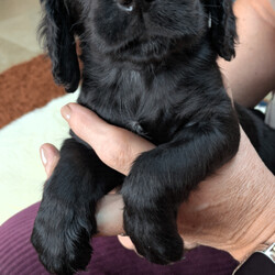 Adopt a dog:Stunning Cocker Spaniel Puppies /Cocker Spaniel/Female/Sex: Male,We have 4 stunning Cocker Spaniel Puppies looking for their new forever homes. Mum and dad have very impressive pedigree bloodlines with many Field Trial Champion's in their genes. Both mum and dad have lovely temperaments and can be seen with the puppies as they are our family pets. Each will have been microchipped, wormed from 2 weeks old, have been vet checked and will have had their first vaccination. Please get in touch for more details or to come and view our gorgeous puppies. We have 3 black males and one golden male. Thank