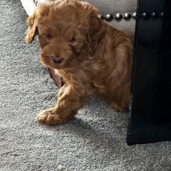 F1B Cavapoo Puppies/Cavapoo/Female/Sex: Mixed Litter,1 x boy and 1 x girl Cavapoo puppies who will be available from 19th May 2026.  These puppies have been brought up in a family home with a 7 year old boy so they are used to children and household noises.  Mum is an F1 Cavapoo and dad is a KC registered Toy Poodle who has been health checked, pictures of dad and his papers can be seen by request.  Both puppies are pure red and very active, they will be vaccinated, microchipped and wormed before they are rehomed 