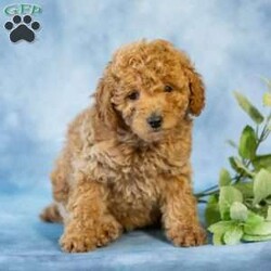 Anita/Toy Poodle									Puppy/Female	/March 31st, 2026,Meet an adorable little Toy Poodle searching for her forever home! This sweet girl is full of love, playful energy, and charming little antics that are sure to brighten your days. Family-raised with lots of care and attention, she is well-socialized with children and other animals, making her a wonderful companion for any loving home.