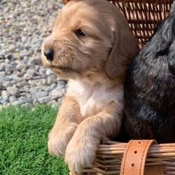 Adopt a dog:(Show Type Cocker Spaniel) puppies 4X/Cocker Spaniel/Female/Sex: Female,Our girl a (show type Cocker spaniel) has had a beautiful little of four stunning little girl puppies that we are now looking to home