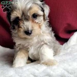 Rufus/Maltipoo									Puppy/Male	/8 Weeks,Rufus is a very sweet and well socialized puppy. He loves to play with children. His mom is a 6-lb Maltese and dad is an 8 lb poodle, He is an F1 maltipoo pup, and can be delivered to your doorstep for an additional charge. Please contact us to make sweet Rufus your very own puppy!