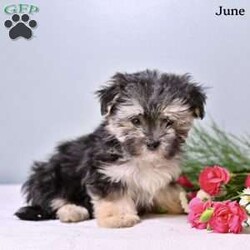June/Morkie / Yorktese									Puppy/Female	/9 Weeks,These adorable Morkie puppies are looking for loving forever homes! Family raised with lots of care and attention, these sweet puppies are well socialized and used to everyday household activity. They love being around people and enjoy playtime, cuddles, and exploring their surroundings. Their affectionate personalities and small size make them wonderful companions for families, couples, or individuals alike.