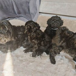 Adopt a dog:Schoodle pups for sale /Shihpoo/Female/Sex: Female,Last two puppies from our girl Luna, girl dogs both jet black. 9 weeks old this Friday, will be fully vaccinated and micro chipped