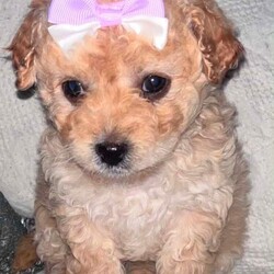 Adopt a dog:Lovely red toy maltipoo puppy/Maltipoo/Female/Sex: Female,We have two beautiful female puppies that now ready to go to their forever loving homes they are very loving and playful they have been brought up in our family home with 2 young children they are using training pad and eat dry food they have been microchipped we would like our puppies go to five star forever homes please