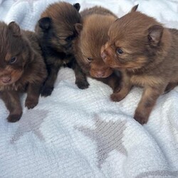 Adopt a dog:Pomeranian puppies /Pomeranian/Female/Sex: Mixed Litter,I have a beautiful litter of puppies 2 beautiful girls and 2 beautiful boys all are stunning and have beautiful coulers they will all be microchipped and vaccinated and wormed and flead before they leave mum and dad can be seen and are family pets they will leave with a puppy pack with toys blankets with mums scent etc. please feel free to contact for more information and pics thank you