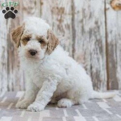 Hackman/Mini Labradoodle									Puppy/Male	/10 Weeks,This is Hackman. This handsome little guy will bring you happiness each day! Family raised, up to date on shots and dewormer, and comes with a 1 year genetic health guarantee. He’s socialized with our children, who help care for the puppies!! He comes with a small bag of food, blanket, toy and a collar. Give us a call today! We’re open Monday-Saturday 8-8 and closed on Sundays. Sunday messages will be returned on Monday. Country Echo Pets,  Raymond Lapp Sunbury Pa 17801 Pa License #17927