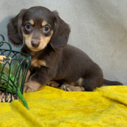 Adopt a dog:Ward/Dachshund/Female/March 8, 2026,Hi, I'm Ward! I'm a 10-week-old male Dachshund with a beautiful chocolate & tan coat, born on March 8. I am ready now to plan my trip to my forever family. I'm AKC registered. Be prepared for endless love, laughter, and puppy kisses.