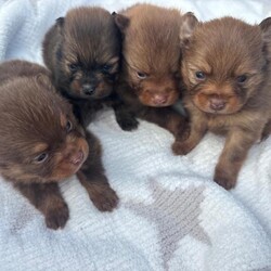 Adopt a dog:Pomeranian puppies /Pomeranian/Female/Sex: Mixed Litter,I have a beautiful litter of puppies 2 beautiful girls and 2 beautiful boys all are stunning and have beautiful coulers they will all be microchipped and vaccinated and wormed and flead before they leave mum and dad can be seen and are family pets they will leave with a puppy pack with toys blankets with mums scent etc. please feel free to contact for more information and pics thank you