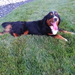 Banjo/Bernese Mountain Dog									Puppy/Male	/7 Weeks,Meet Banjo, a handsome AKC Bernese Mountain Dog! He is a super friendly and exquisite pup, it’s hard to not get attached to him. He has the ability to make anyone smile, just spend a little time with him and you’ll have a new best friend. He is a happy and healthy little guy!  