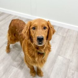 Chief/Mini Goldendoodle									Puppy/Male	/7 Weeks,Meet Chief! This sweet and adorable Mini Goldendoodle is looking for a forever family!