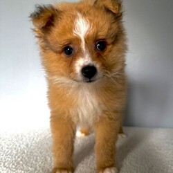 10 weeks old male Pomeranian puppy £900/Pomeranian/Female/Sex: Male, Adorable Pomeranian Puppy Ready for His Forever Home 1 Left   