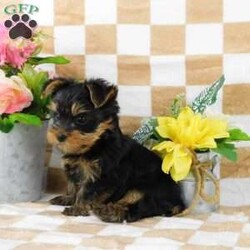 Samson/Yorkie									Puppy/Male	/7 Weeks,Meet your new BFF, Samson! This adorable Yorkie puppy is vet checked & up to date on shots & wormer. He is registered with the ACA, plus comes with a health guarantee provided by the breeder! Samson is well socialized & currently being family raised with children!