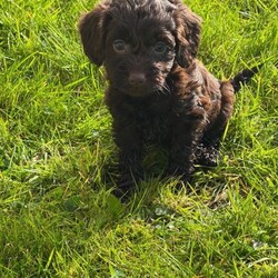 Cockerpoo puppies /Cockapoo/Female/Sex: Mixed Litter,Our Cockerpoo puppies are ready to leave and find there forever homes we have 3 males & 2 females who are very well socialised due to being raised in a family home with our children mum is our family pet Lady she is a KC registered working cocker who is full of fun & very clever Dad is a KC registered fox red miniature poodle