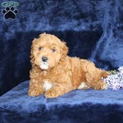 Lester/Mini Goldendoodle									Puppy/Male	/11 Weeks,Take a look at this perfect Miniature Goldendoodle puppy who is ready to steal your heart! This fluffy cutie comes up to date on shots and dewormer and is vet checked. The mom Laurel is a MIni Goldendoodle and is health tested! The father is a handsome boy named Dewey. If you are searching for a friendly puppy to add to your home contact us today!