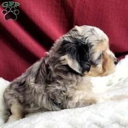 Rufus/Maltipoo									Puppy/Male	/8 Weeks,Rufus is a very sweet and well socialized puppy. He loves to play with children. His mom is a 6-lb Maltese and dad is an 8 lb poodle, He is an F1 maltipoo pup, and can be delivered to your doorstep for an additional charge. Please contact us to make sweet Rufus your very own puppy!