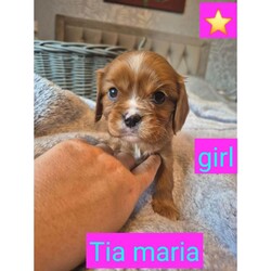 6 beautiful king charles cavalier spaniel puppies looking for forever homes  /Cavalier King Charles Spaniel/Female/Sex: Mixed Litter,We have 6 gorgeous king Charles cavalier spaniel puppies looking for their forever homes.