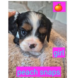 6 beautiful king charles cavalier spaniel puppies looking for forever homes  /Cavalier King Charles Spaniel/Female/Sex: Mixed Litter,We have 6 gorgeous king Charles cavalier spaniel puppies looking for their forever homes.