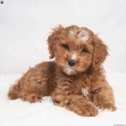 Kassidy/Cavapoo									Puppy/Female	/11 Weeks,Meet Kassidy! This little sweetie is looking for a new home. She has white underneath her throat. She would love to be your best friend! 