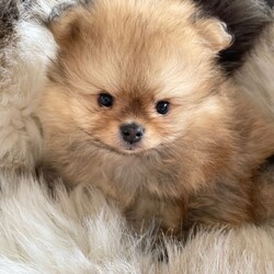 STUNNING TINY KC BOY PUPPYS AVAILABLE /Pomeranian/Female/Sex: Male,I’m Happy to announce the birth of our beautiful kennel club tiny bear faced Pomeranian puppies (boys) 