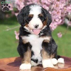Rose/Bernedoodle									Puppy/Female	/14 Weeks,Meet Rose! She is an amazing little girl. She has absolutely stunning Bernese markings but she also has the benefit of being hypoallergenic! She will have a beautiful thick wavy coat when she is full grown. We expect her to be around 30-40 pounds full grown. Rose is a very sweet girl and loves to play but she is also content to do her own thing if you are busy! She is a little love bug and she loves to give kisses. If your looking for a great family dog or hiking companion, Rose is your girl! We would love to have you come visit her! Reach out to us by call or text at to set up a in person visit or a Zoom call if that fits your schedule better. Such an amazing little girl won’t be available long! Both of Rose’s parents are they are very healthy dogs! So we have very high expectations for Rose and we want her to have a great life with a great family! Rose will also come home with all of her vaccinations and deworming up-to-date, a doctors health certificate, and a two year genetic health guarantee. She will also be microchipped.