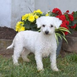 Marcie/Maltichon									Puppy/Female	/12 Weeks,Marcie is a precious Maltichon puppy who is perfectly fluffy and fun! This sweetheart is socialized, family raised with children, and ready to wiggle her way into your heart! Marcie comes home with a 30 day health guarantee and an extended genetic health guarantee, both provided by the breeder. This cute girl has also been seen by a vet and is up to date on shots and de-wormer. Marcie will be a lovable little companion!