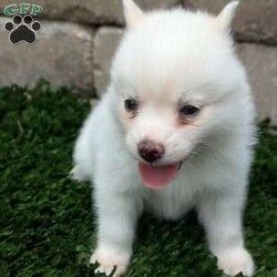 Bella/Pomsky									Puppy/Female	/6 Weeks,Meet Bella! I am a sweet and playful pomsky ! I am very well socialized and love to play with kids! My adult weight will be between 12 and 20 lbs. 
