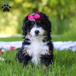 Gina/Mini Bernedoodle									Puppy/Female	/8 Weeks,Hi, I’m Gina! I’m an adorable Mini Bernedoodle with a happy-go-lucky personality and a heart full of love. I enjoy making new friends, exploring everything around me, and turning everyday moments into exciting adventures. Whether I’m chasing my favorite toys, playing outside, or curling up beside my favorite people for some cuddle time, I’m always happiest when I’m spending time with those I love. With my sweet nature, playful spirit, and irresistible charm, I’m ready to bring a lifetime of joy, laughter, and companionship to my forever family.