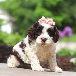 Lola/Cockapoo									Puppy/Female	/7 Weeks,Meet Lola, an absolutely adorable F1 Cockapoo puppy with a playful personality and a heart full of love! This sweet little girl loves exploring her surroundings, chasing after toys, and cuddling up for cozy naps after a fun day of play. With her soft fluffy coat, bright eyes, and happy spirit, she brings joy everywhere she goes. Friendly, affectionate, and full of charm, this precious puppy is sure to make every day brighter with her loving nature and adorable antics.