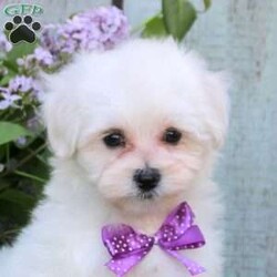Marcie/Maltichon									Puppy/Female	/12 Weeks,Marcie is a precious Maltichon puppy who is perfectly fluffy and fun! This sweetheart is socialized, family raised with children, and ready to wiggle her way into your heart! Marcie comes home with a 30 day health guarantee and an extended genetic health guarantee, both provided by the breeder. This cute girl has also been seen by a vet and is up to date on shots and de-wormer. Marcie will be a lovable little companion!