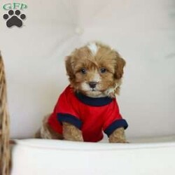 Brady/Cavapoo									Puppy/Male	/7 Weeks,Meet Brady, a F1B cavapoo! He’s full of energy, curiosity, and unconditional love, always ready to explore, chase toys, and discover something new. When the day winds down, he’s happiest curled up close, soaking in every cuddle with his sweet, gentle nature. His petite size makes him even more special, offering the perfect blend of affection, fun, and charm. He’ll make a wonderful companion for families, singles, or anyone looking for a loyal little friend.