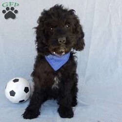Smokey/Cockapoo									Puppy/Male	/14 Weeks,Prepare to fall in LOVE!! My name is Smokey and I would love to come home with you! I am sure with one look into my warm, sweet eyes and I’ll be sure I will have captured your heart already! I am very happy, playful and very kid friendly! I stand out above the rest with my beautiful black phantom coat! Full of personality and always ready to give amazing puppy kisses, I would love to fill your home with all of my puppy love! I have been vet checked and I am up to date on vaccinations and dewormings and I will also come with a 1-year guarantee with the option of extending it to a 3-year guarantee.  Shipping is available anywhere in the USA! My mother is Jenny , our sweet, loving 22# Cocker Spaniel, and my father is Louie our 12# mini poodle and he is genetic tested! That makes me an F1 cockapoo and I will grow to approx. 16-19# and I will be hypoallergenic and nonshedding!! Why wait when you know I am meant to be yours? Call or text Martha to make me the newest addition to your family and get ready to spend a lifetime of tail wagging fun!   (7% sales tax on in home pickups)