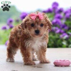 Ruby/Yorkie Poo									Puppy/Female	/13 Weeks,Ruby is a sweet and lovable Yorkie Poo with a playful personality and a heart full of affection. She loves being around people, making new friends, and spending time playing with her favorite toys. Ruby also enjoys cuddle time and will happily follow you around the house just to be close by. She has a gentle, affectionate nature and a curious little personality that makes her both entertaining and easy to fall in love with. With her soft fluffy coat, bright eyes, and happy tail wags, Ruby is sure to steal your heart from the very first meeting.
