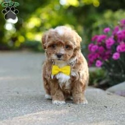 Brady/Cavapoo									Puppy/Male	/7 Weeks,Meet Brady, a F1B cavapoo! He’s full of energy, curiosity, and unconditional love, always ready to explore, chase toys, and discover something new. When the day winds down, he’s happiest curled up close, soaking in every cuddle with his sweet, gentle nature. His petite size makes him even more special, offering the perfect blend of affection, fun, and charm. He’ll make a wonderful companion for families, singles, or anyone looking for a loyal little friend.