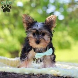 Ollie/Yorkie									Puppy/Male	/16 Weeks,Get ready to fall in love with Ollie—your new little bundle of joy! This irresistible AKC Yorkie puppy is bursting with personality, charm, and nonstop sweetness. With his soft, fluffy coat, sparkling curious eyes, and the cutest little face you’ve ever seen, he knows exactly how to steal hearts everywhere he goes!