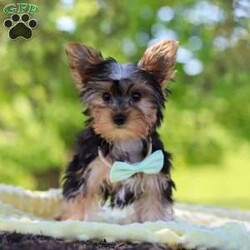 Ollie/Yorkie									Puppy/Male	/16 Weeks,Get ready to fall in love with Ollie—your new little bundle of joy! This irresistible AKC Yorkie puppy is bursting with personality, charm, and nonstop sweetness. With his soft, fluffy coat, sparkling curious eyes, and the cutest little face you’ve ever seen, he knows exactly how to steal hearts everywhere he goes!