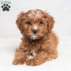Kassidy/Cavapoo									Puppy/Female	/11 Weeks,Meet Kassidy! This little sweetie is looking for a new home. She has white underneath her throat. She would love to be your best friend! 