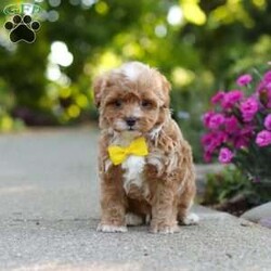 Brady/Cavapoo									Puppy/Male	/7 Weeks,Meet Brady, a F1B cavapoo! He’s full of energy, curiosity, and unconditional love, always ready to explore, chase toys, and discover something new. When the day winds down, he’s happiest curled up close, soaking in every cuddle with his sweet, gentle nature. His petite size makes him even more special, offering the perfect blend of affection, fun, and charm. He’ll make a wonderful companion for families, singles, or anyone looking for a loyal little friend.