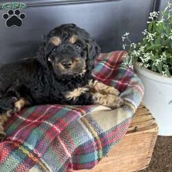 Crickett/Cockapoo									Puppy/Female	/7 Weeks,Meet Crickett. This beautiful girl has been raised by our family and is very well socialized. She loves to play and is very outgoing! She also loves to cuddle and give lots of kisses. She is accustomed to being with our other family pets, a cat and dog. 