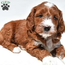 Ace/Mini Goldendoodle									Puppy/Male	/April 4th, 2026,This beautiful Goldendoodle puppy is looking for a loving forever home! Known for their affectionate nature and friendly personalities, Goldendoodles make wonderful family companions and fit well into many different lifestyles. This sweet pup has a gentle, laid-back temperament and loves being around people, making them great with children and other pets.