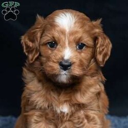 Kassidy/Cavapoo									Puppy/Female	/11 Weeks,Meet Kassidy! This little sweetie is looking for a new home. She has white underneath her throat. She would love to be your best friend! 