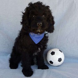 Smokey/Cockapoo									Puppy/Male	/14 Weeks,Prepare to fall in LOVE!! My name is Smokey and I would love to come home with you! I am sure with one look into my warm, sweet eyes and I’ll be sure I will have captured your heart already! I am very happy, playful and very kid friendly! I stand out above the rest with my beautiful black phantom coat! Full of personality and always ready to give amazing puppy kisses, I would love to fill your home with all of my puppy love! I have been vet checked and I am up to date on vaccinations and dewormings and I will also come with a 1-year guarantee with the option of extending it to a 3-year guarantee.  Shipping is available anywhere in the USA! My mother is Jenny , our sweet, loving 22# Cocker Spaniel, and my father is Louie our 12# mini poodle and he is genetic tested! That makes me an F1 cockapoo and I will grow to approx. 16-19# and I will be hypoallergenic and nonshedding!! Why wait when you know I am meant to be yours? Call or text Martha to make me the newest addition to your family and get ready to spend a lifetime of tail wagging fun!   (7% sales tax on in home pickups)
