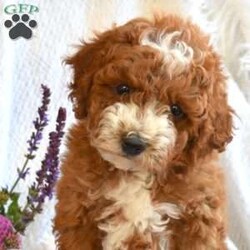 Cody/Mini Goldendoodle									Puppy/Male	/April 18th, 2026,Cody is a happy F1BB Miniature Goldendoodle puppy who loves to play! This friendly boy is sweet, socialized, and family raised with children! Cody comes home with a 30 day health guarantee and an extended genetic health guarantee, both provided by the breeder. This cutie has also been seen by a vet and is up to date on shots and de-wormer.