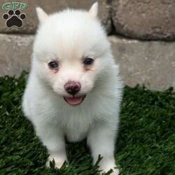 Bella/Pomsky									Puppy/Female	/6 Weeks,Meet Bella! I am a sweet and playful pomsky ! I am very well socialized and love to play with kids! My adult weight will be between 12 and 20 lbs. 
