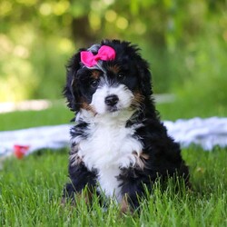 Gina/Mini Bernedoodle									Puppy/Female	/8 Weeks,Hi, I’m Gina! I’m an adorable Mini Bernedoodle with a happy-go-lucky personality and a heart full of love. I enjoy making new friends, exploring everything around me, and turning everyday moments into exciting adventures. Whether I’m chasing my favorite toys, playing outside, or curling up beside my favorite people for some cuddle time, I’m always happiest when I’m spending time with those I love. With my sweet nature, playful spirit, and irresistible charm, I’m ready to bring a lifetime of joy, laughter, and companionship to my forever family.