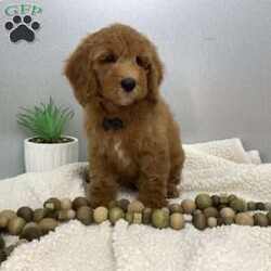 Calvin/Miniature Poodle									Puppy/Male	/March 20th, 2026,Calvin is a sweet mini poodle full joy ,like to play with everybody that he meets. He is well socialized up to date on worming and vaccination . His parents are good tempered DNA geneticly tested . Dad is 14 lbs and Mom is 27 lbs  ID 5791