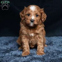 Kassidy/Cavapoo									Puppy/Female	/11 Weeks,Meet Kassidy! This little sweetie is looking for a new home. She has white underneath her throat. She would love to be your best friend! 