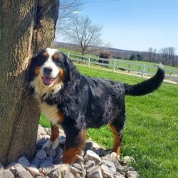 Rocky/Mini Bernedoodle									Puppy/Male	/12 Weeks,Meet Rocky! This sweet and adorable Mini Bernedoodle is looking for a forever family!