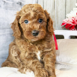 Grace Kelly/Goldendoodle/Female/April 30, 2026