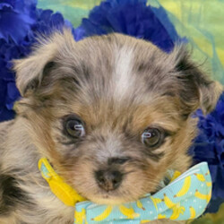 Nico/Chihuahua/Female/April 21, 2026